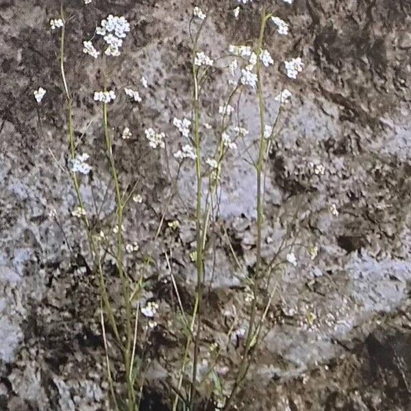 Kernera saxatilis Habit