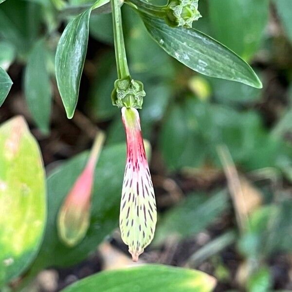 Alstroemeria pelegrina Flor