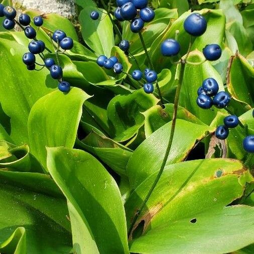 Clintonia borealis Ovoce