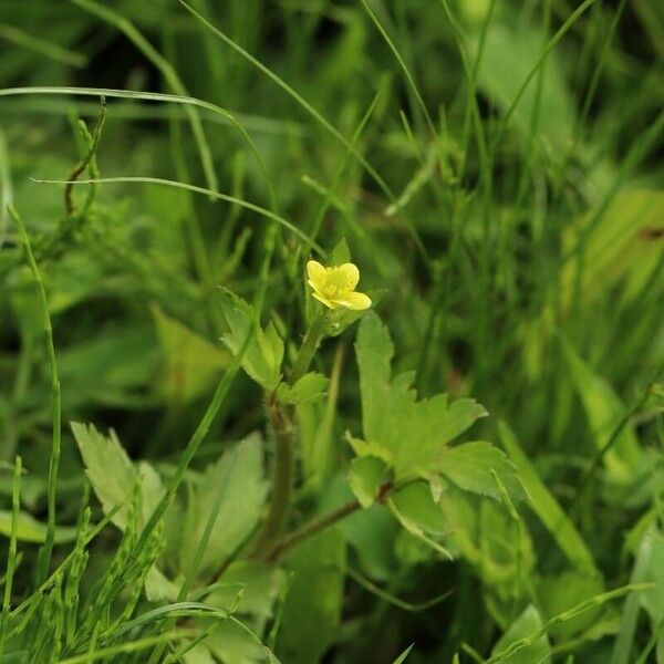 Ranunculus cantoniensis Flower