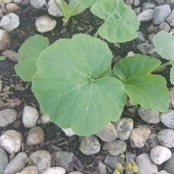 Cucurbita pepo Leaf