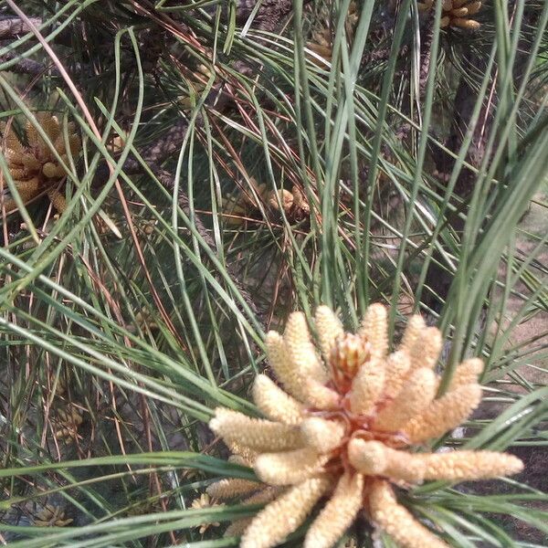 Pinus bungeana 花