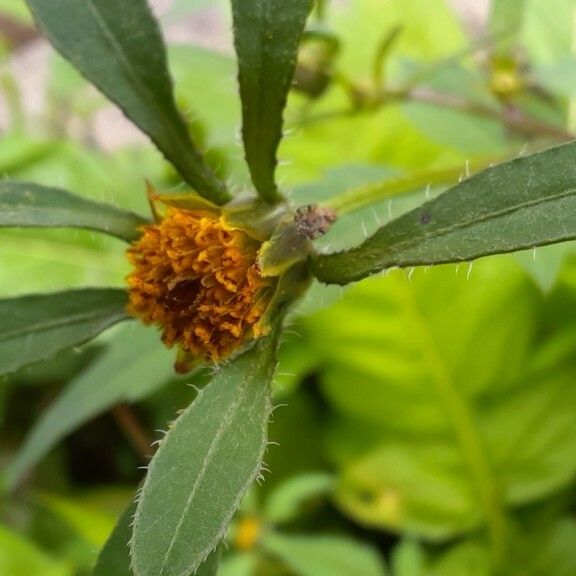 Bidens tripartita फूल