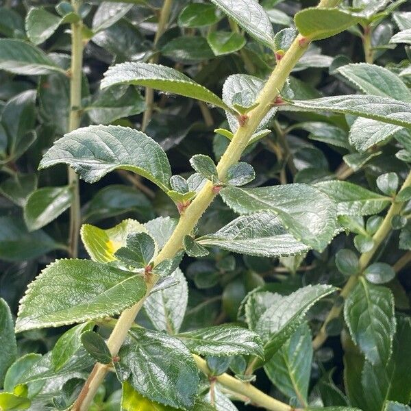 Escallonia rubra പുറംതൊലി