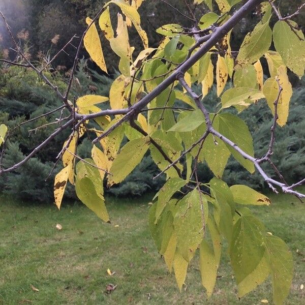 Celtis occidentalis List