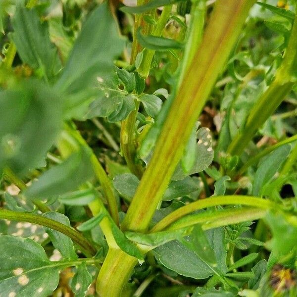 Barbarea vulgaris Φλοιός