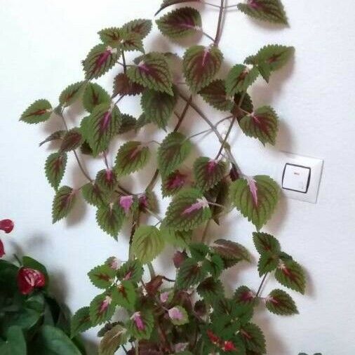 Plectranthus scutellarioides Vivejo