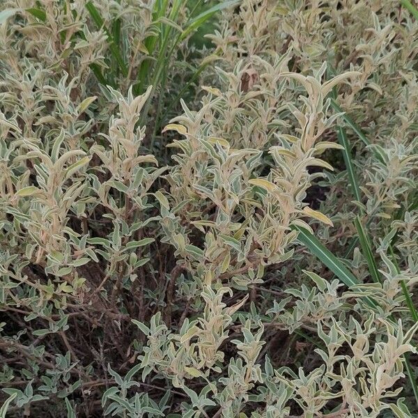 Phlomis purpurea Elinympäristö