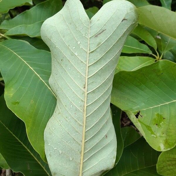 Magnolia officinalis Lapas