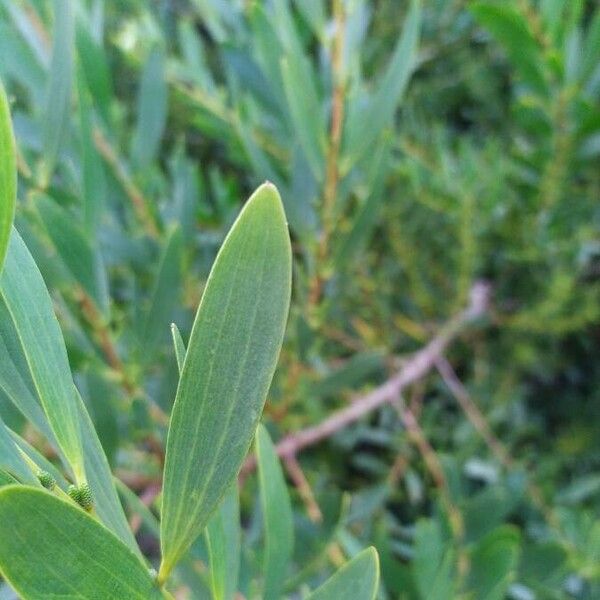 Acacia longifolia Levél