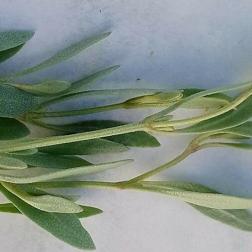 Atriplex portulacoides List