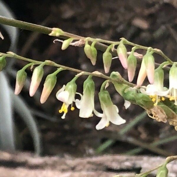 Fosterella penduliflora Flower