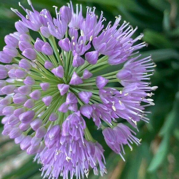 Allium senescens 花