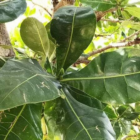 Barringtonia asiatica Leaf