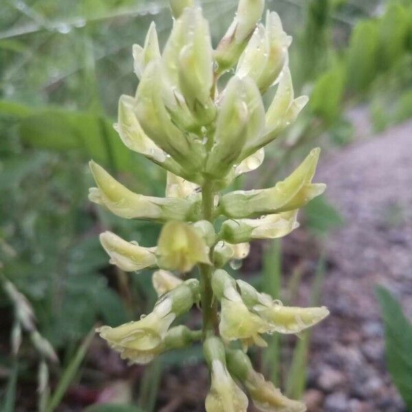 Astragalus glycyphyllos Virág