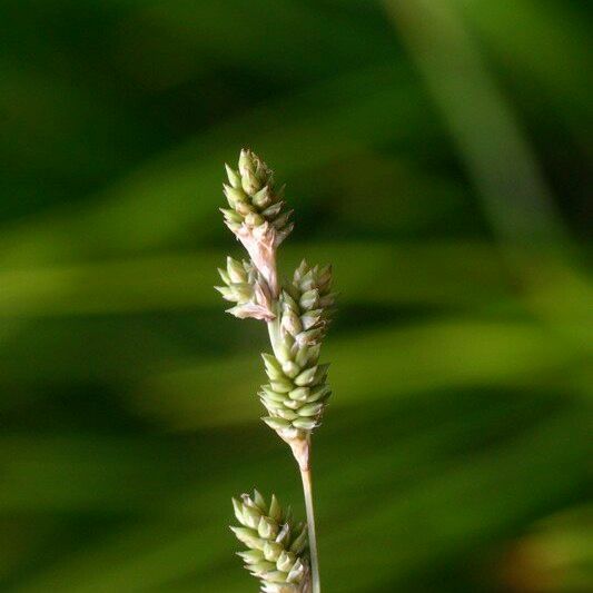 Carex canescens Plod