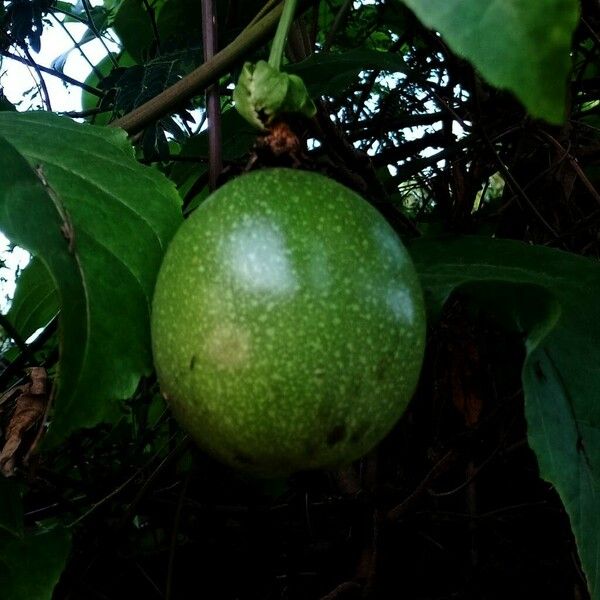 Passiflora edulis Frukt