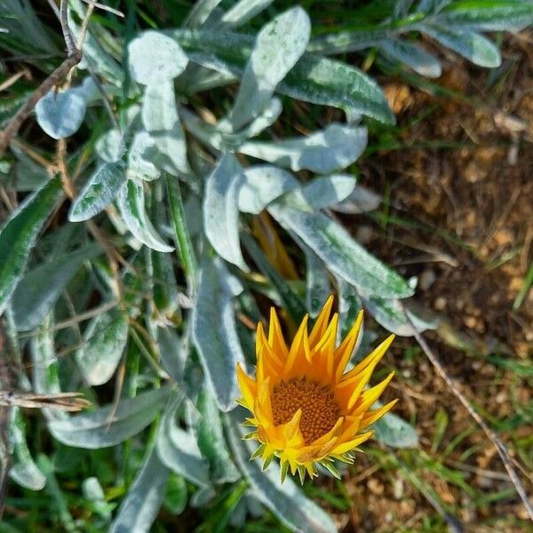 Gazania rigens Habit