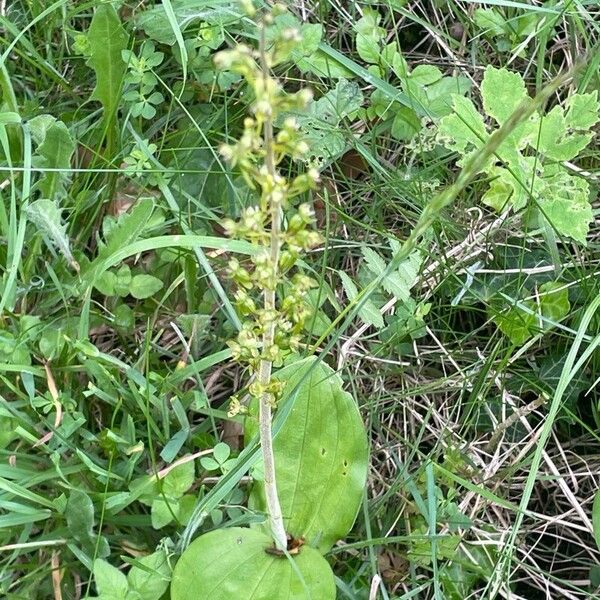 Neottia ovata Blad