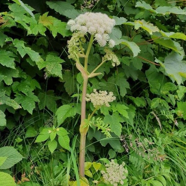 Angelica sylvestris Habitatea