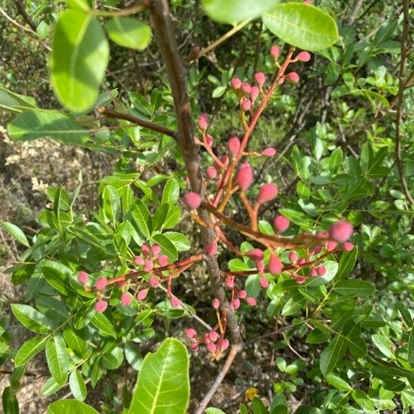 Pistacia terebinthus Fruto