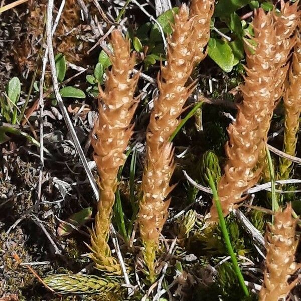 Selaginella selaginoides 花