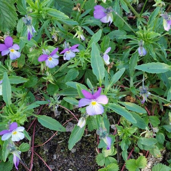 Viola tricolor Floare