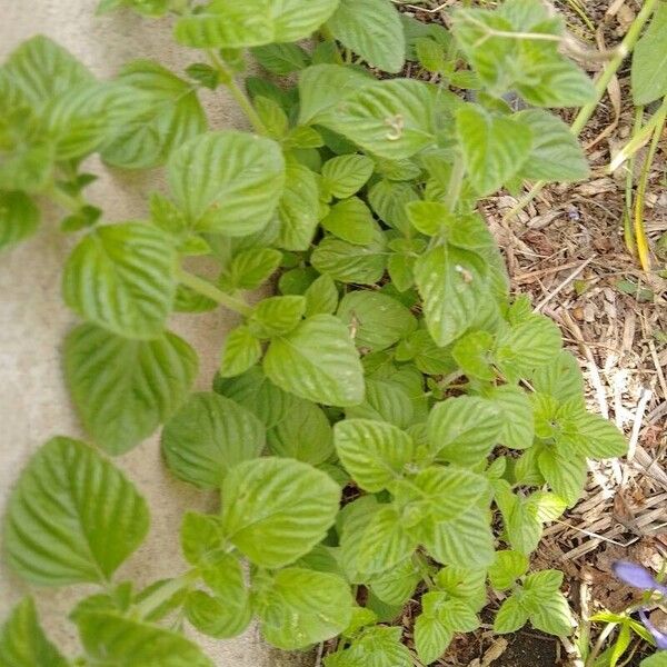 Mentha arvensis 葉