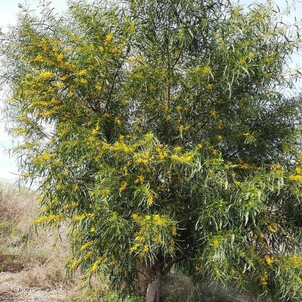 Acacia saligna Habitatea