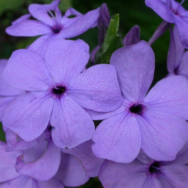 Eranthemum purpurascens Flower