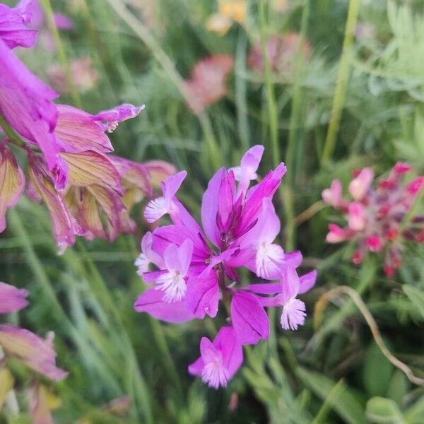 Polygala major ᱵᱟᱦᱟ