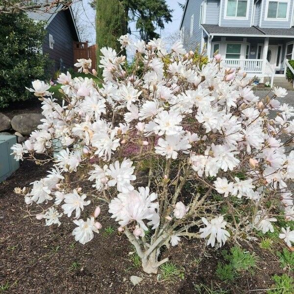 Magnolia stellata Кветка