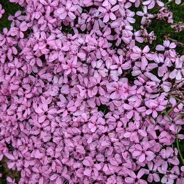 Silene acaulis Flower