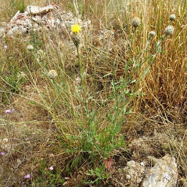 Centaurea collina Habitus