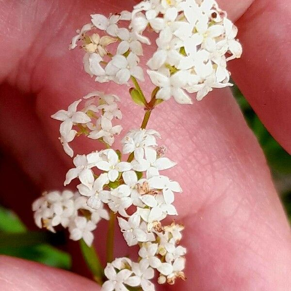 Galium boreale Blüte