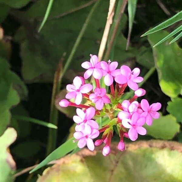 Valeriana macrosiphon Flor