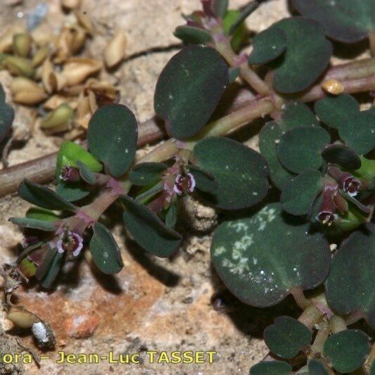 Euphorbia serpens Flor