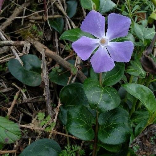 Vinca major Flower