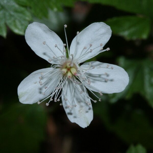 Rubus pedatus Fiore