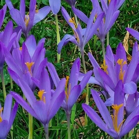 Colchicum autumnale Cvet