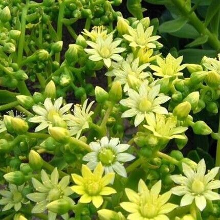 Aeonium × burchardii Flower