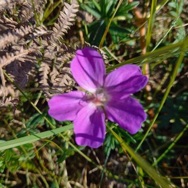 Geranium sanguineum 花