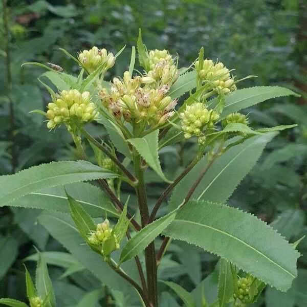 Senecio cacaliaster ফুল