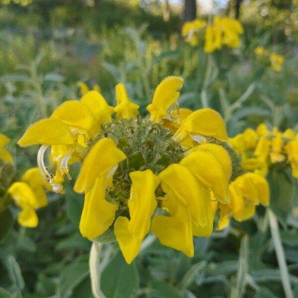 Phlomis fruticosa Kukka