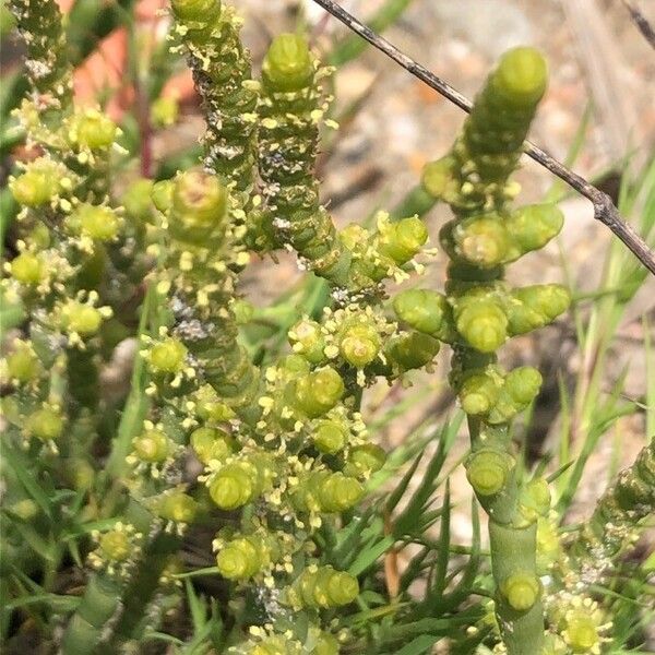 Arthrocaulon macrostachyum ফুল