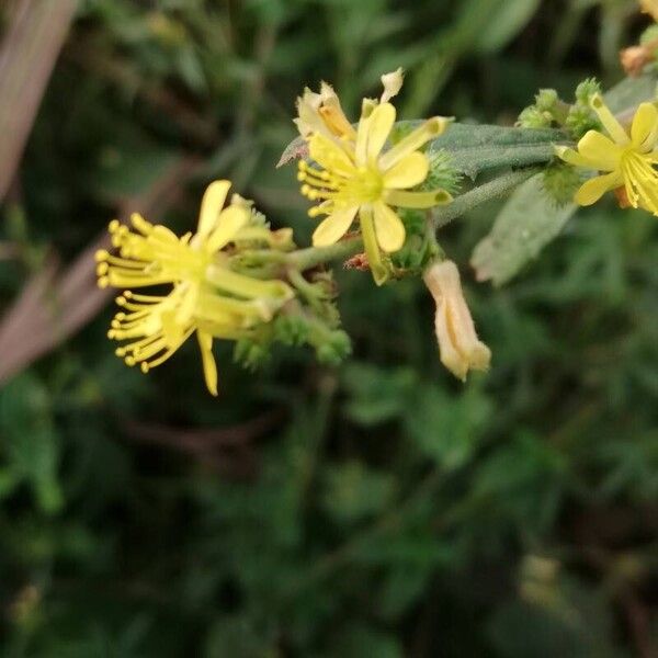 Triumfetta rhomboidea Flors