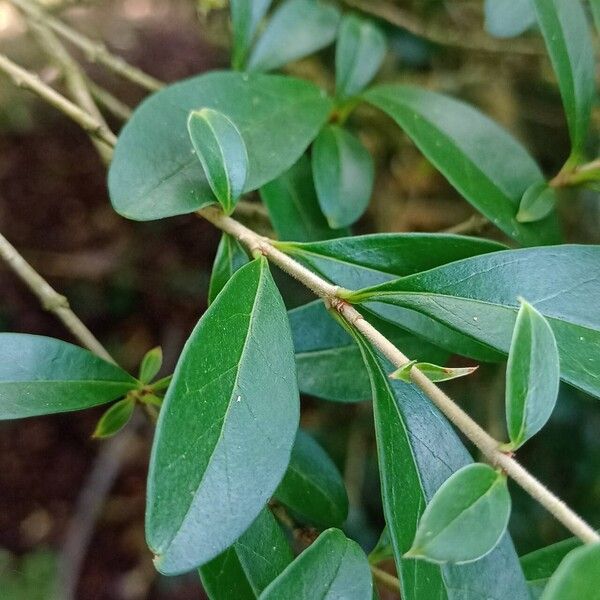 Ligustrum quihoui Φύλλο