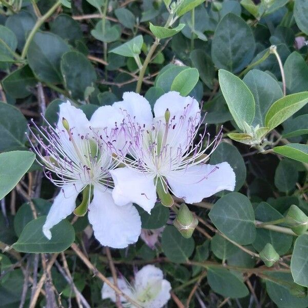 Capparis spinosa ᱵᱟᱦᱟ