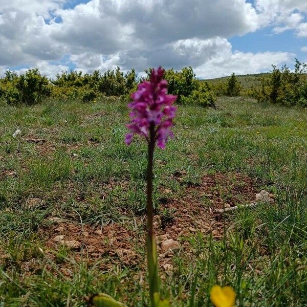 Orchis × hybrida Lorea