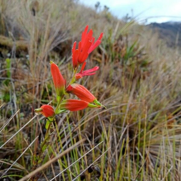 Castilleja integrifolia Квітка